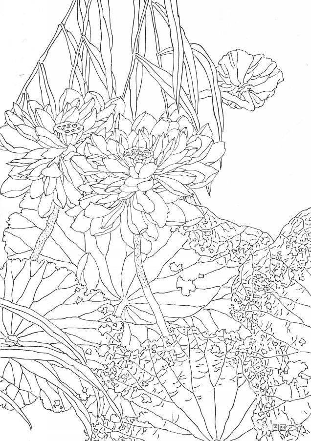 资料分享一组漂亮的工笔白描花鸟