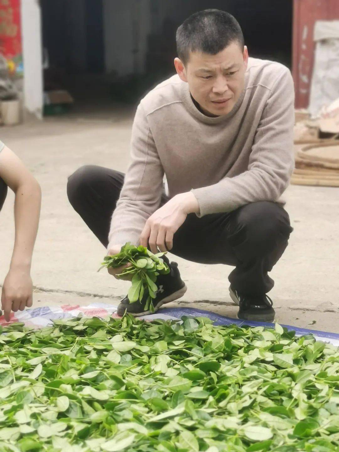 上图 陈孝文 陈杰  武夷山市竹水缘岩茶厂厂长 从小开始制茶 是制茶圈