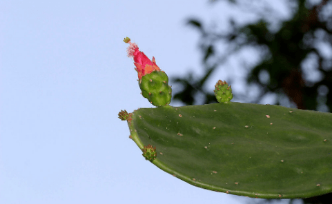 67昆明的雨_仙人掌