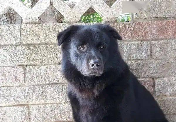 40kg黑狗越来越像熊,曾吠叫吓跑尼姑,饲主:是我们喂错食物了吗