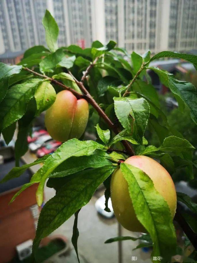 盆栽水蜜桃_桃子