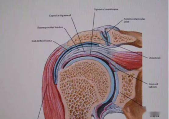 收藏最全肩關節解剖及查體方法彙總