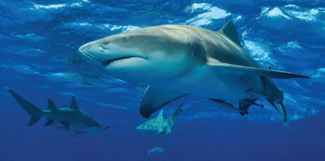 大多数鲨鱼不惧危险性,包括途中可爱的豹纹鲨这些问题的答案,都可以在