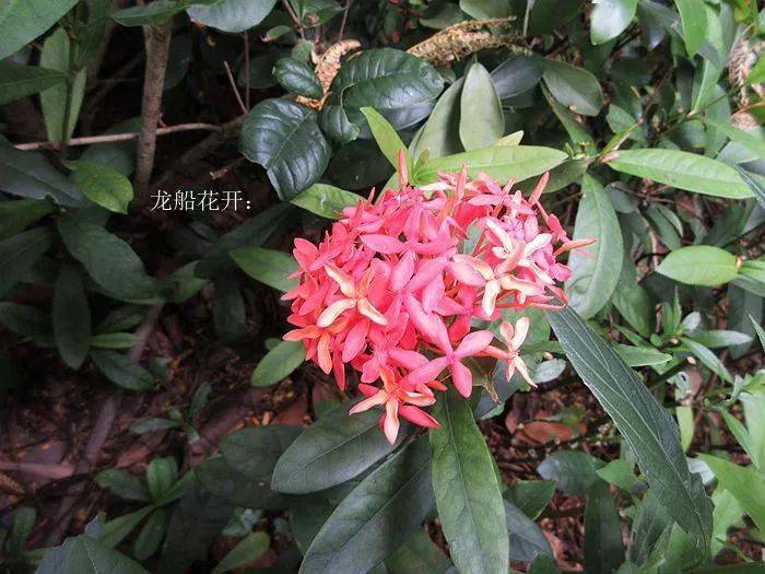 "龙药"发威,狂拔罗非116尾!