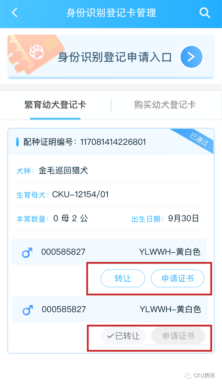 cku血统证书办理图片