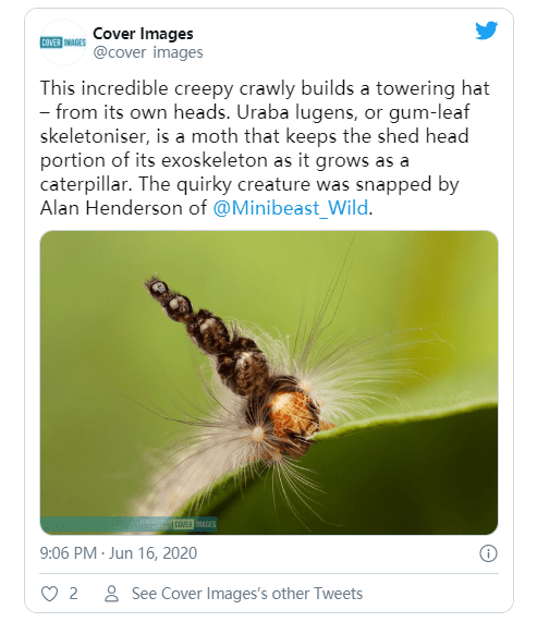 不同寻常的毛毛虫把废弃的外骨骼头戴成一顶非常怪异的帽子