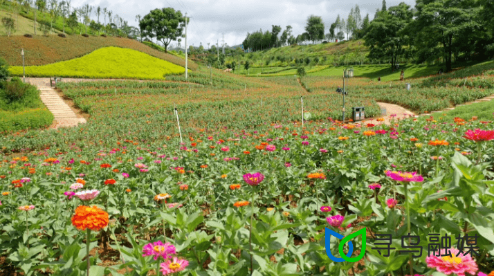 又是一年花盛开寻乌这个地方有百亩花海正在盛开美呆了