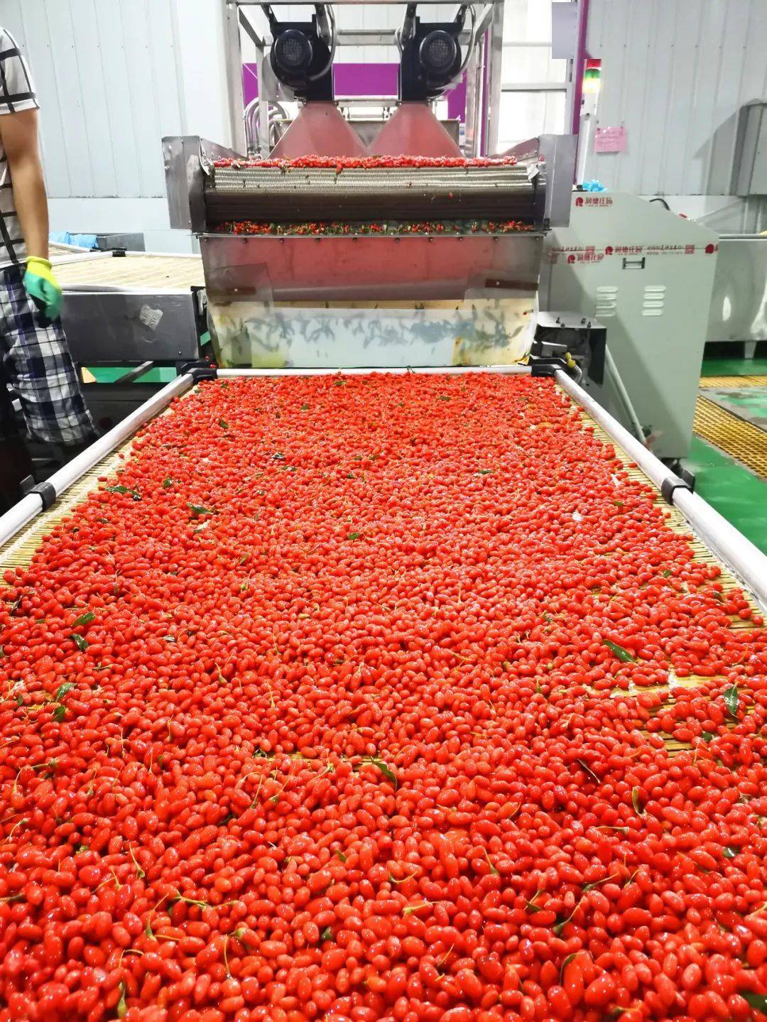 吴忠市同心县:"绿色银行"里采摘火红光阴