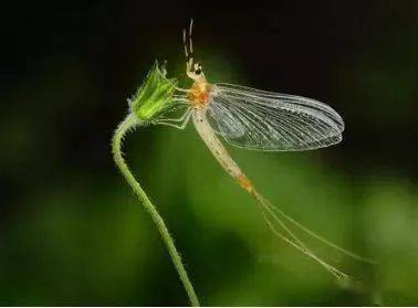 蜉蝣|"朝生而暮死,羽化而登仙",短暂却不平凡的一生