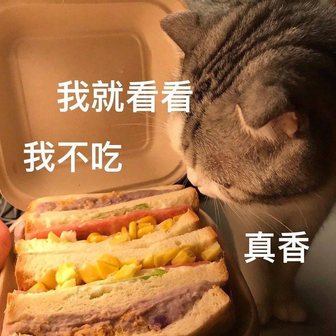 貓貓表情包第十期丨