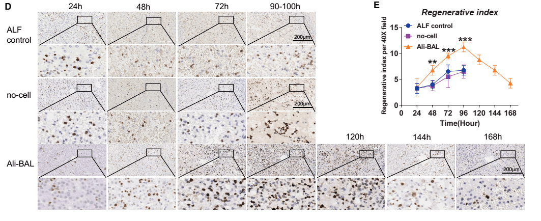 【重磅】上海仁济医院生物人工肝治疗急性肝衰竭研究获重大突破_细胞