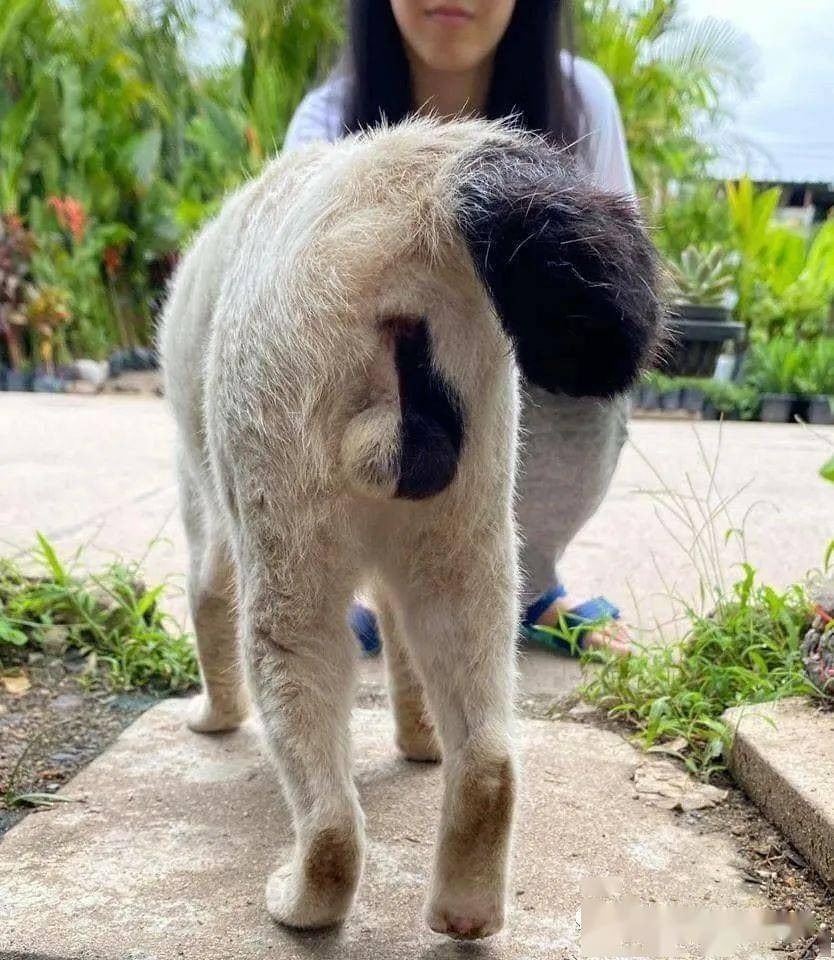 这只猫拥有一颗傲人的蛋蛋,颜色超级个性 .