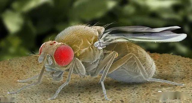 果蝇对人的危害图片