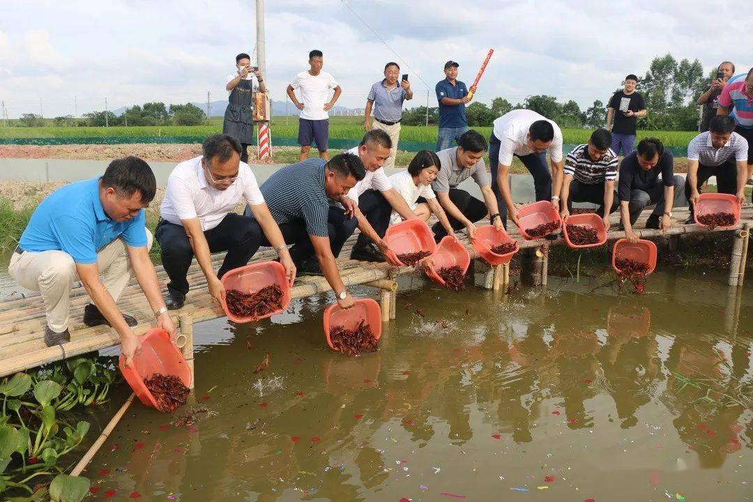 稻虾共养,这里好看好吃好玩_稻田