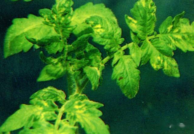 型病毒卷叶性病毒巨芽型病毒条斑型病毒蕨叶型病毒花叶型病毒按照番茄