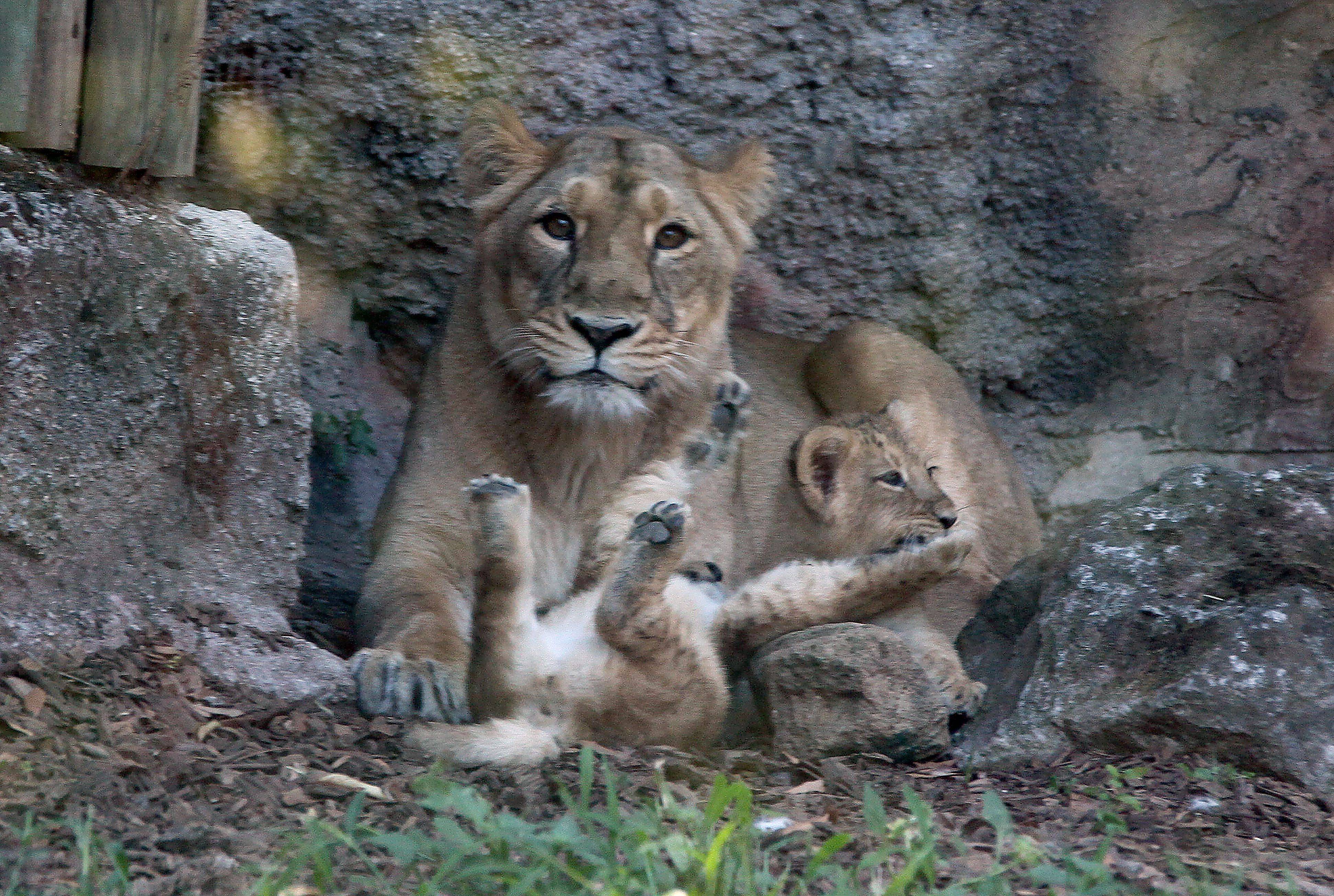 羅馬動物園的亞洲獅寶寶