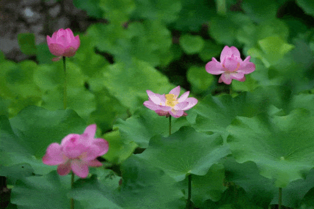 640_426gif 动态图 动图