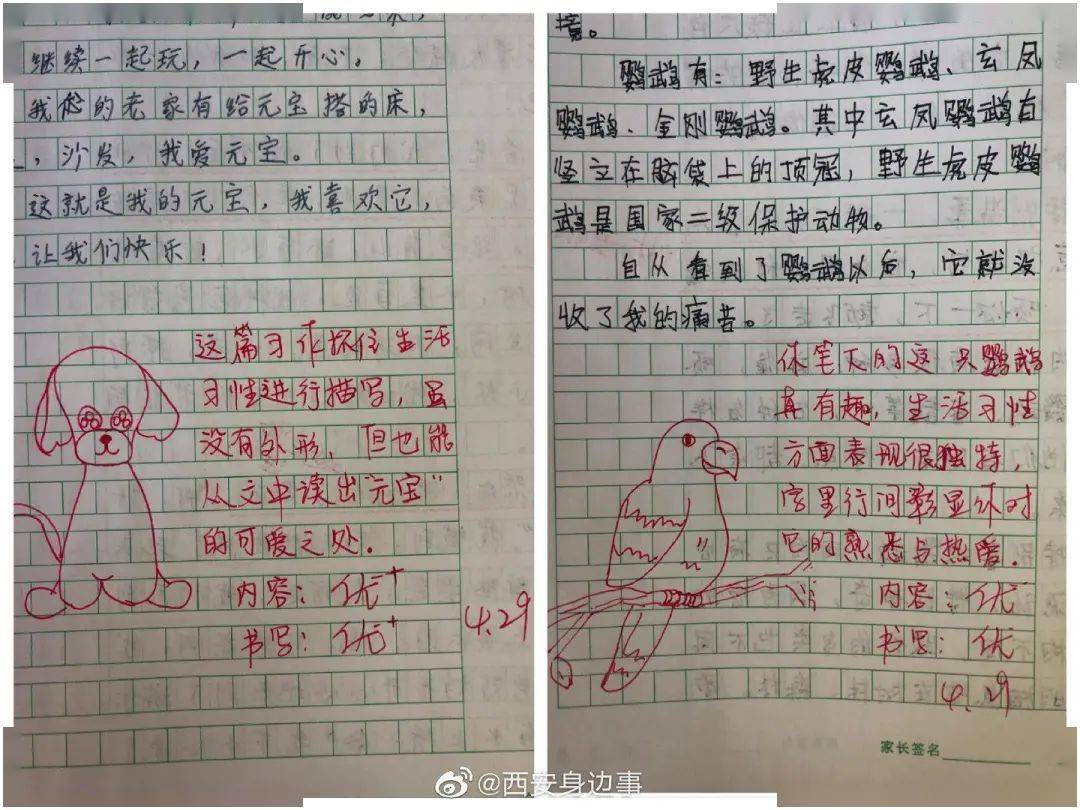 小学生作文课后坠亡,作文批改的"正确方式"应该什么样?