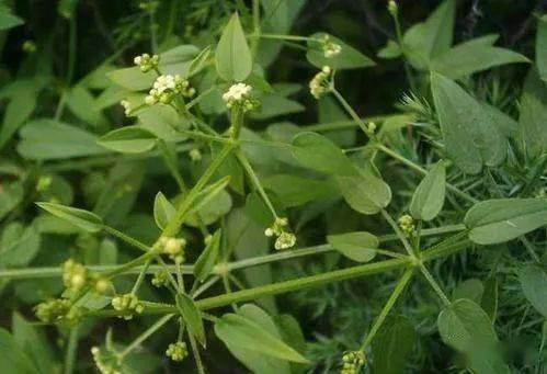 预防羊拉稀的6种常见中草药养羊朋友可以试试