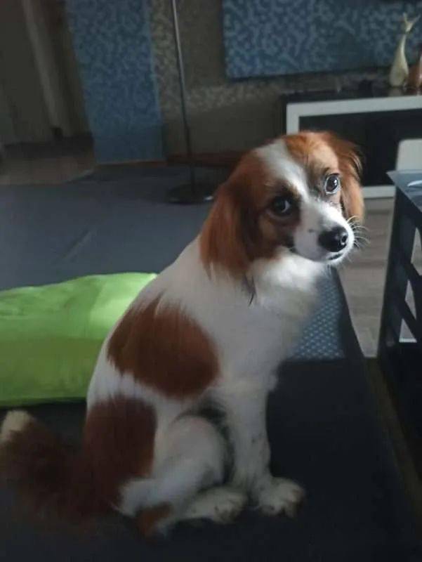 帅气可爱的中华田园犬又来了