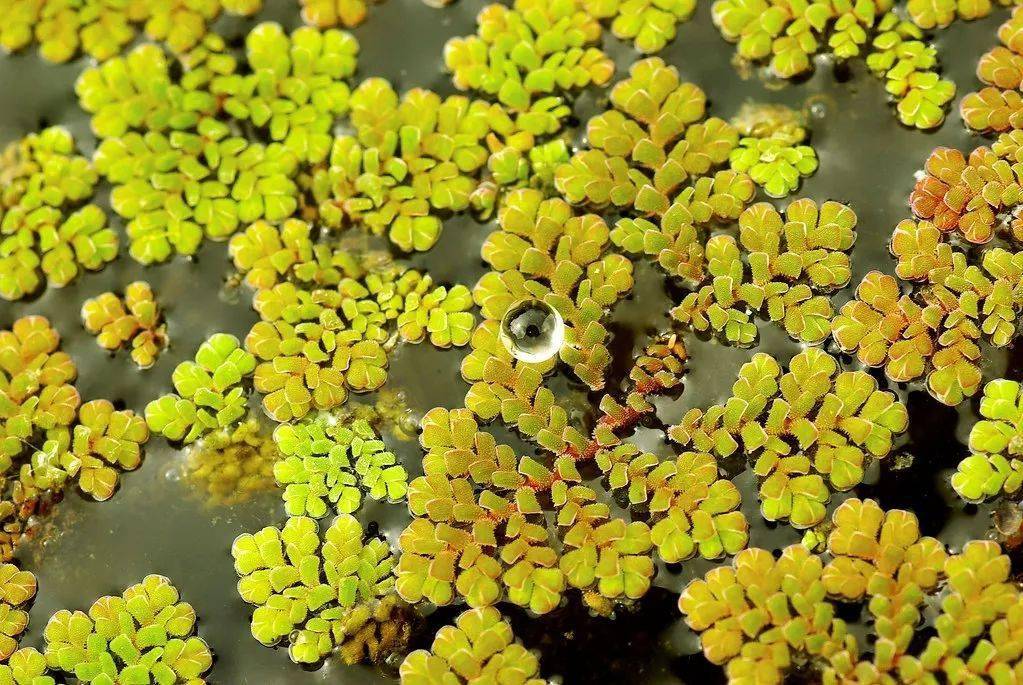 水草种类及图解(水草的种类以及养殖方法)