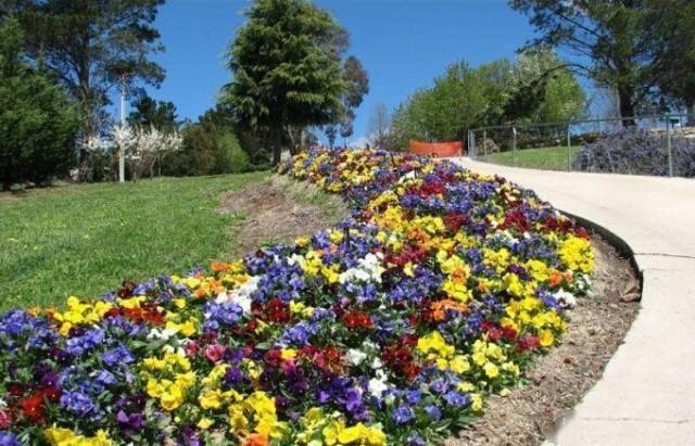 1.宿根草本花境:以露地越冬的草本植物组成的花境.2.