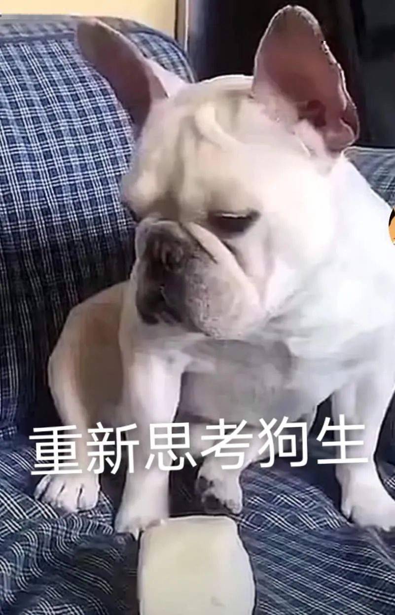 狗子饞起來連榴蓮都啃?主人:你不想要嘴了是不!