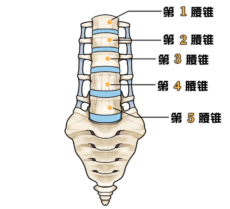 腰椎位置图片图片