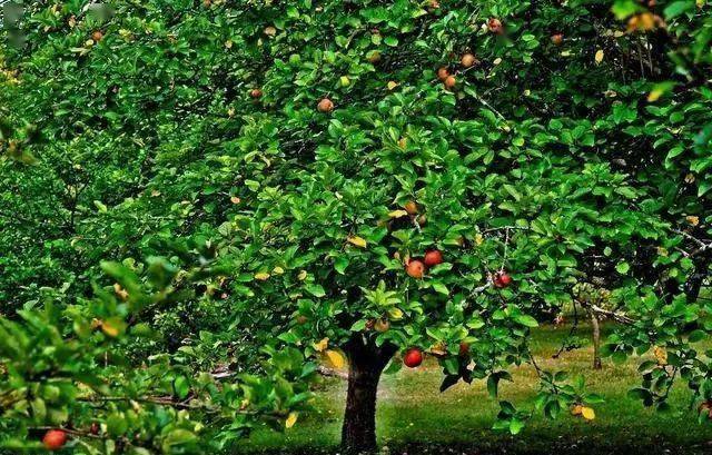 果树长得特别旺但就是不会结果几招便可以让其来年硕果累累