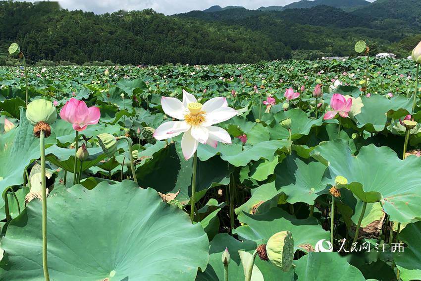 江西广昌姚西村花开正艳(图)_莲花