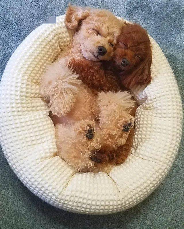 两只小贵宾每天都要拥抱着入睡,主人酸了:能不能考虑下我的感受?