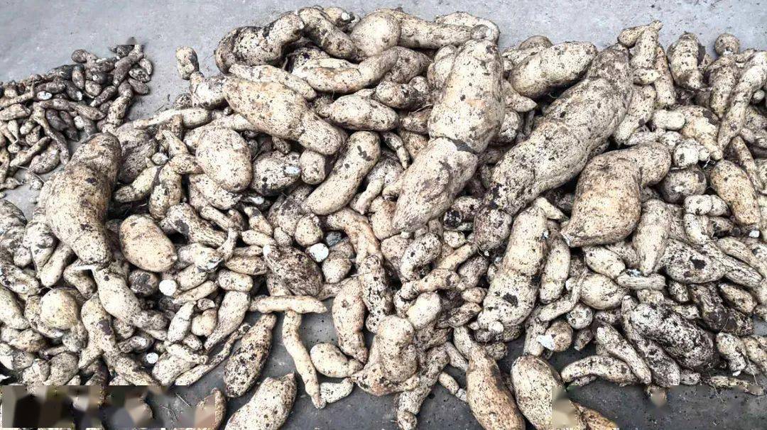 香林村土耳苕基地及产品|曹菲 摄