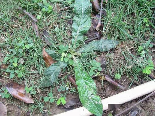 地胆头有白花和红花两种,从功效上来说,红花较好,味微苦.