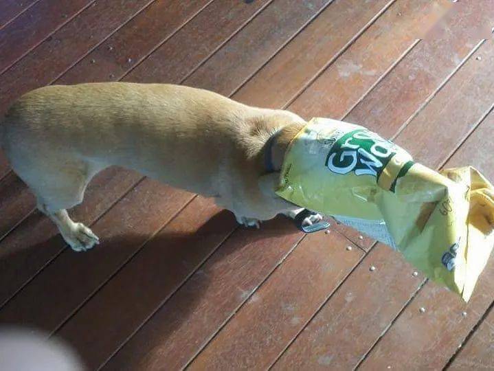 反正是个食物袋子,就能卡到狗头