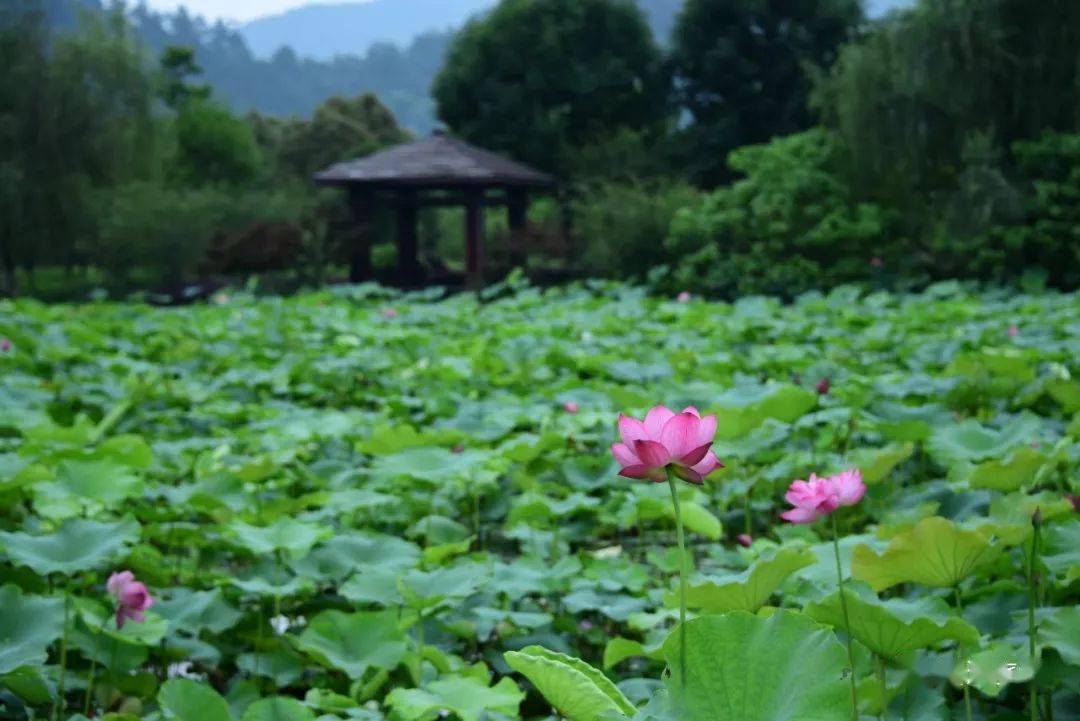 七月炎夏,走吧,灵湖消暑去