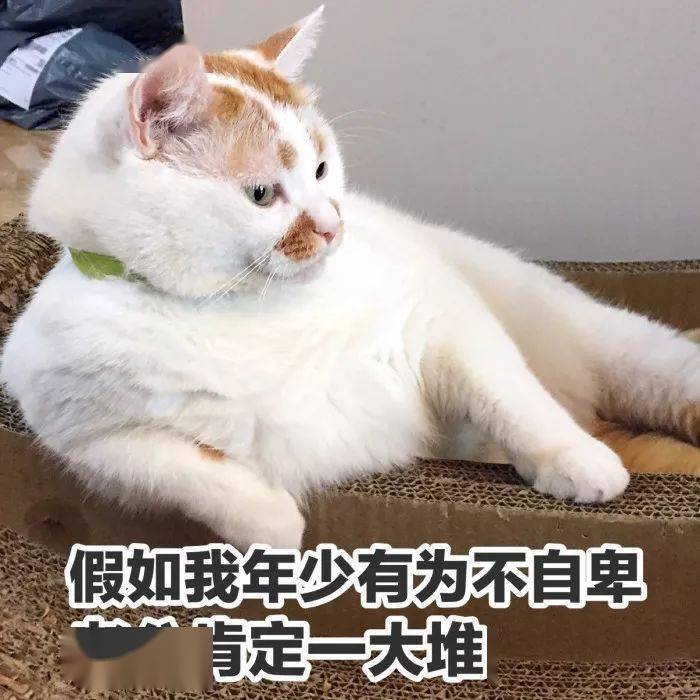 猫猫表情包第13期丨大家好我是鳌拜的弟弟,熬夜