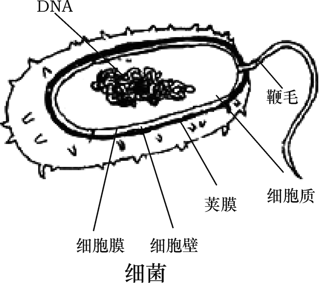 必備的初中生物結構圖你都學會了嗎