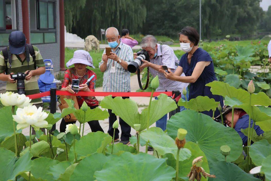 八旬大爷扛着炮跪着地只为一拍……_荷花