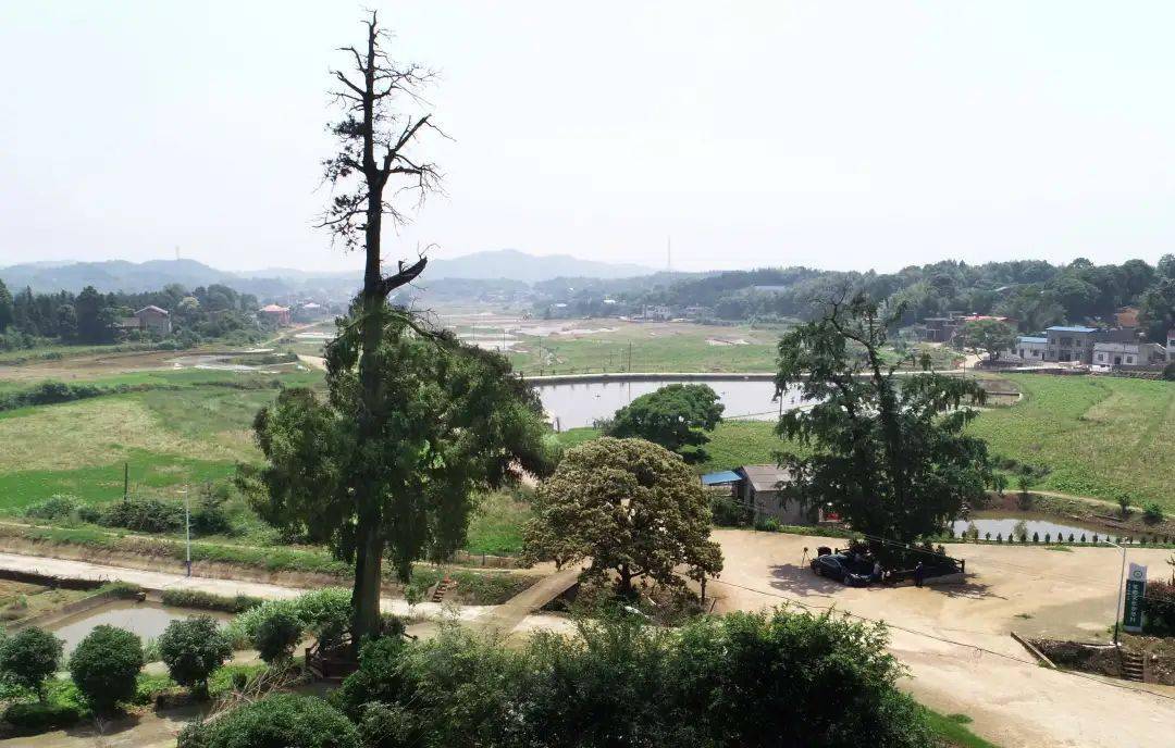 湘潭县排头乡黄荆坪村隐山庙,空旷的土地上,有一株古老的柏木,参天地