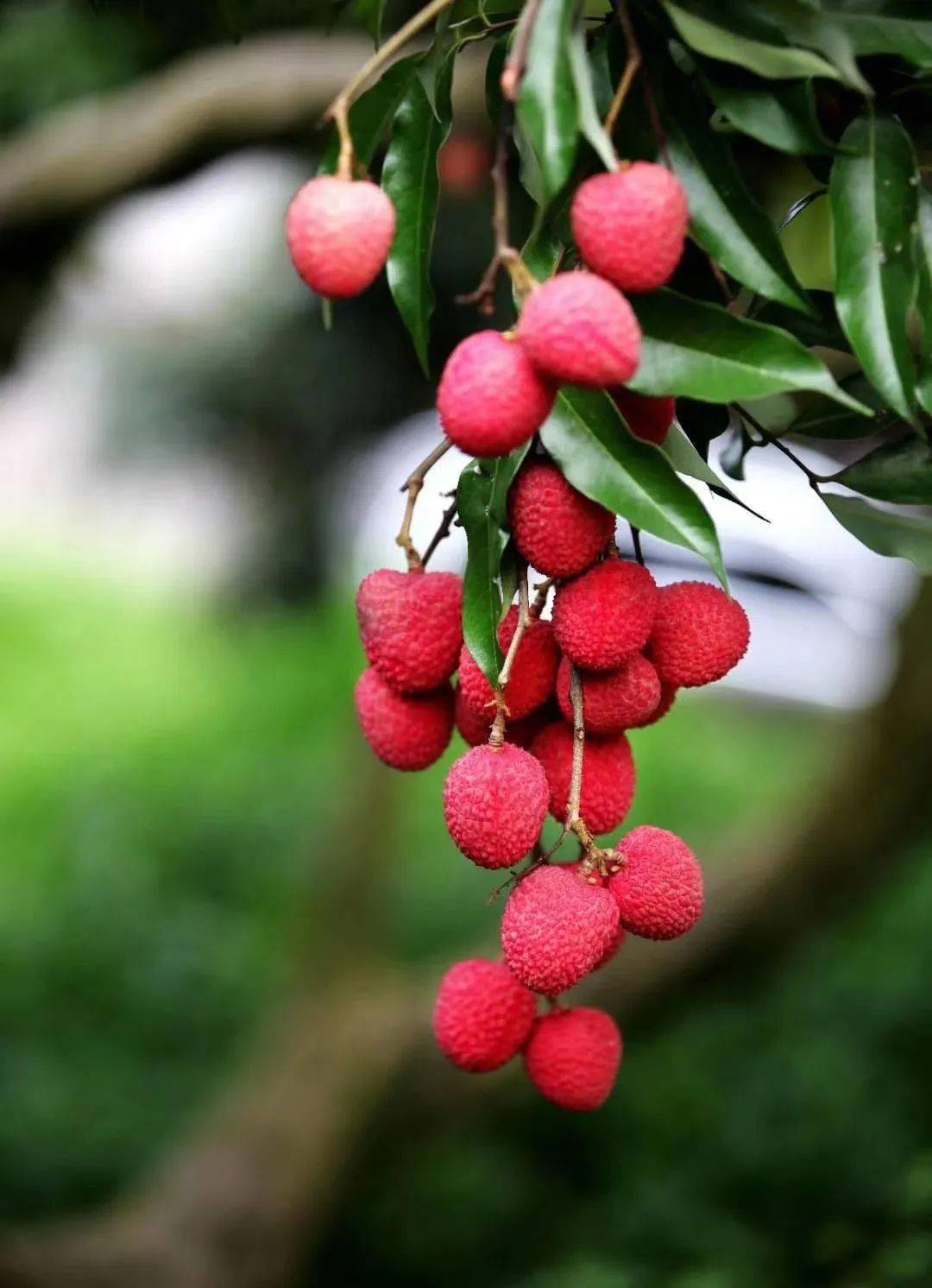 合江荔枝熟了!7月17日,荔江镇荔枝采摘节,等你去嗨!