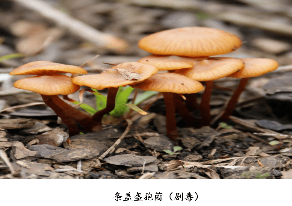 利川人不要拿生命尝鲜山上的它采不得