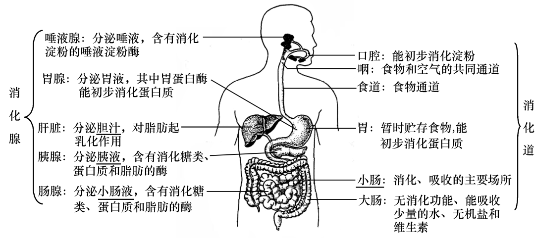 消化系統的組成及功能09葉片的結構和功能08葉芽的結構和發育07果實和