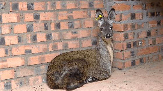 【产业】我市9个站点引进种麝208只 开启规模化养殖之路_林麝