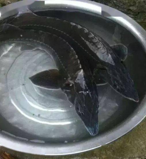 每天在朋友圈看到钓友们晒出自己钓的中华鲟,不过据说这种算不上中华