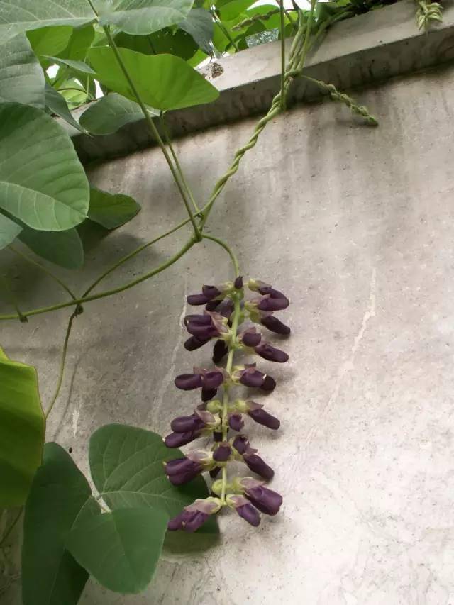 客家人常吃的狗爪豆原来这么厉害