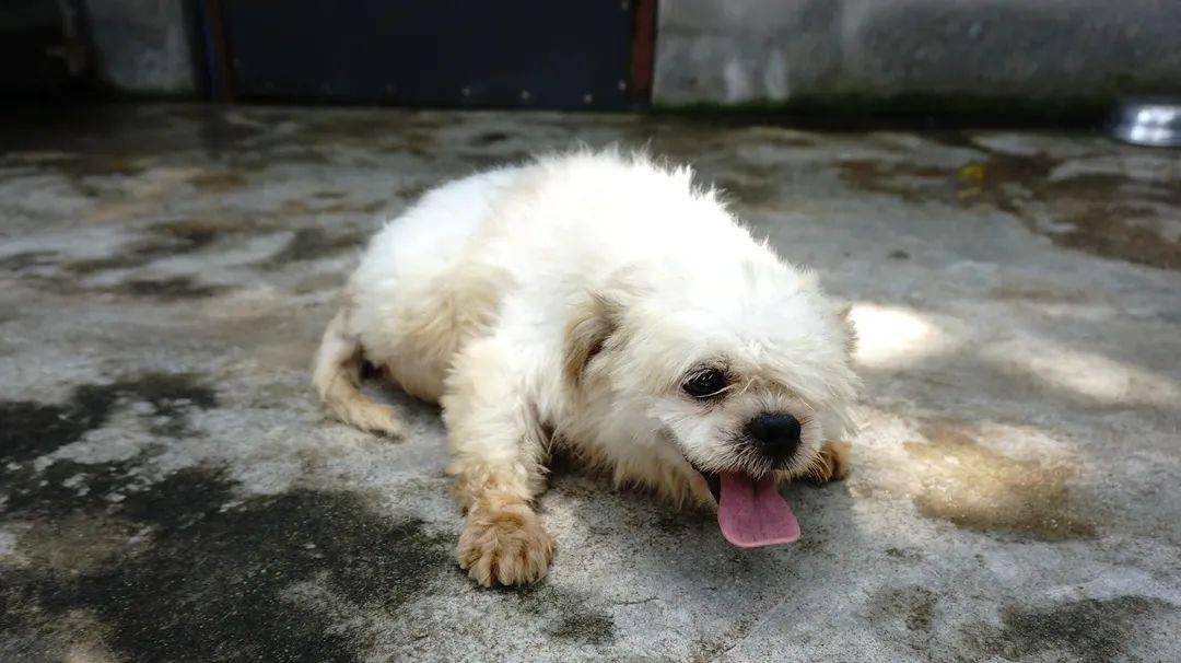 "遇到奄奄一息的流浪狗,你敢救吗?"_狗狗