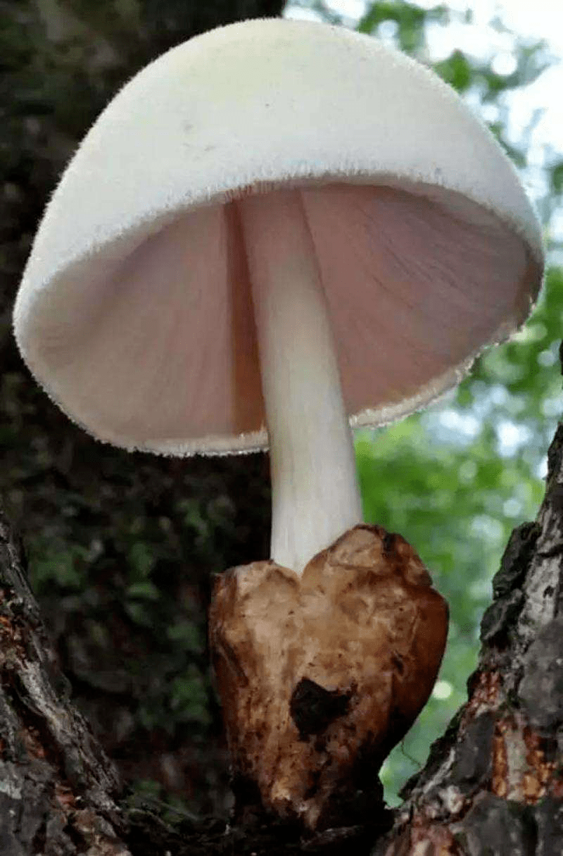 环江市场监管提醒:警惕野生毒蘑菇,谨防误食中毒!