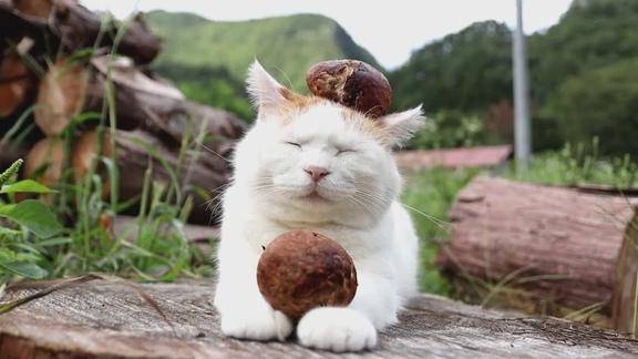 猫叔头上长蘑菇了