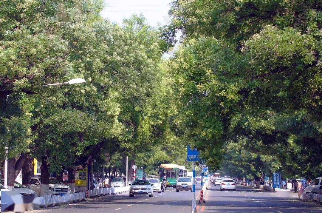一夜槐花雨 古城又飘香