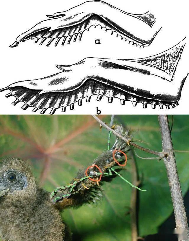 辟谣:鸟类只能靠双脚攀爬?不,麝雉的雏鸟前肢还保留了两根指甲